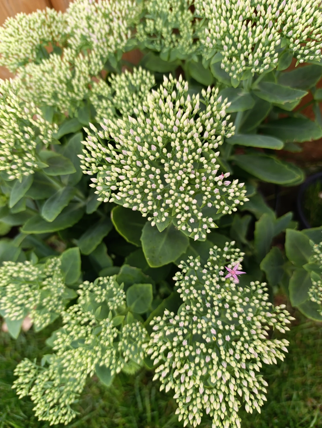 Healthy Sedum Plant - photo 4