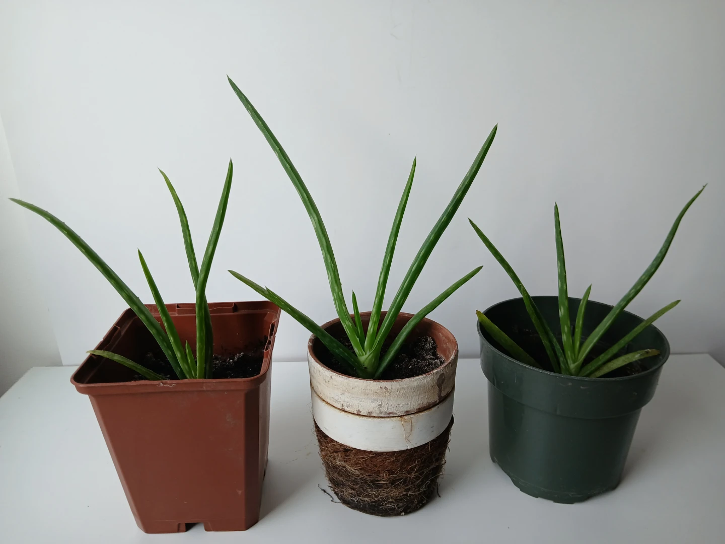 3 healthy, rooted Aloe Vera Plants. $5 EACH.  Location on ad.