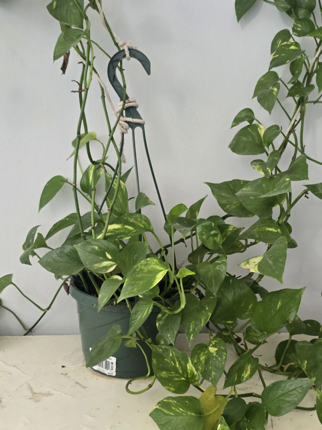 Pothos Hanging Plant