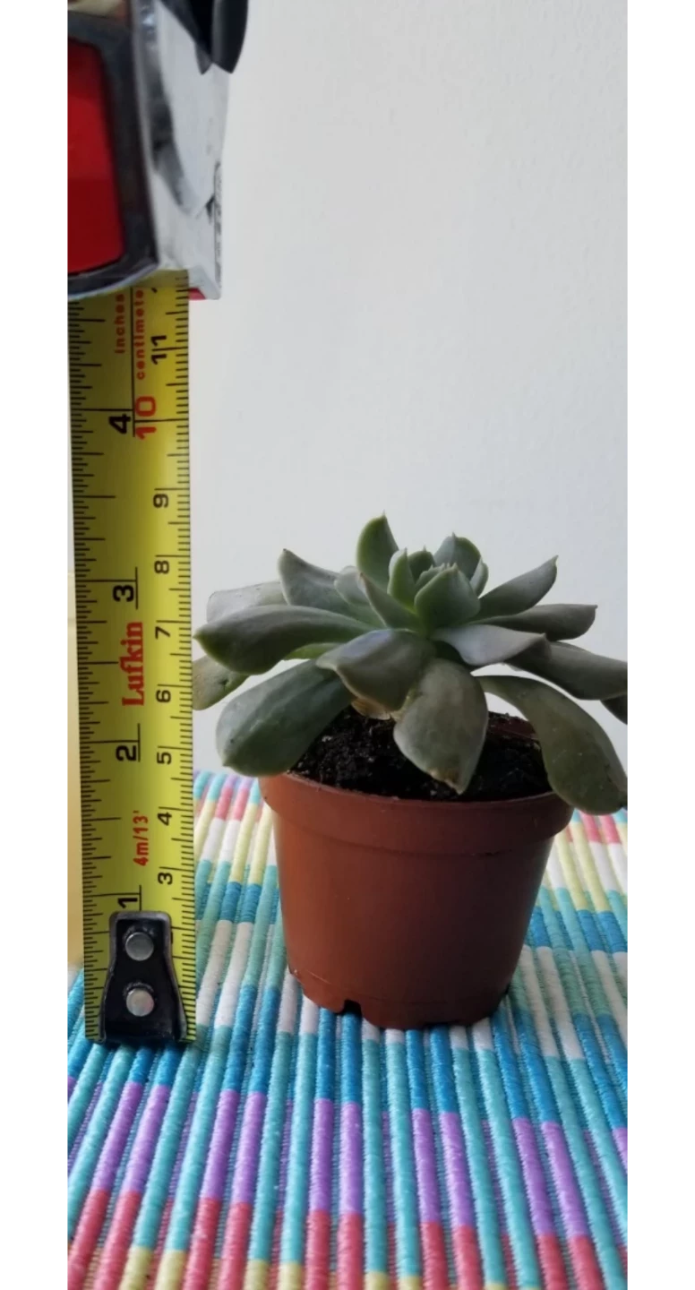 🍃Succulent plant - photo 2