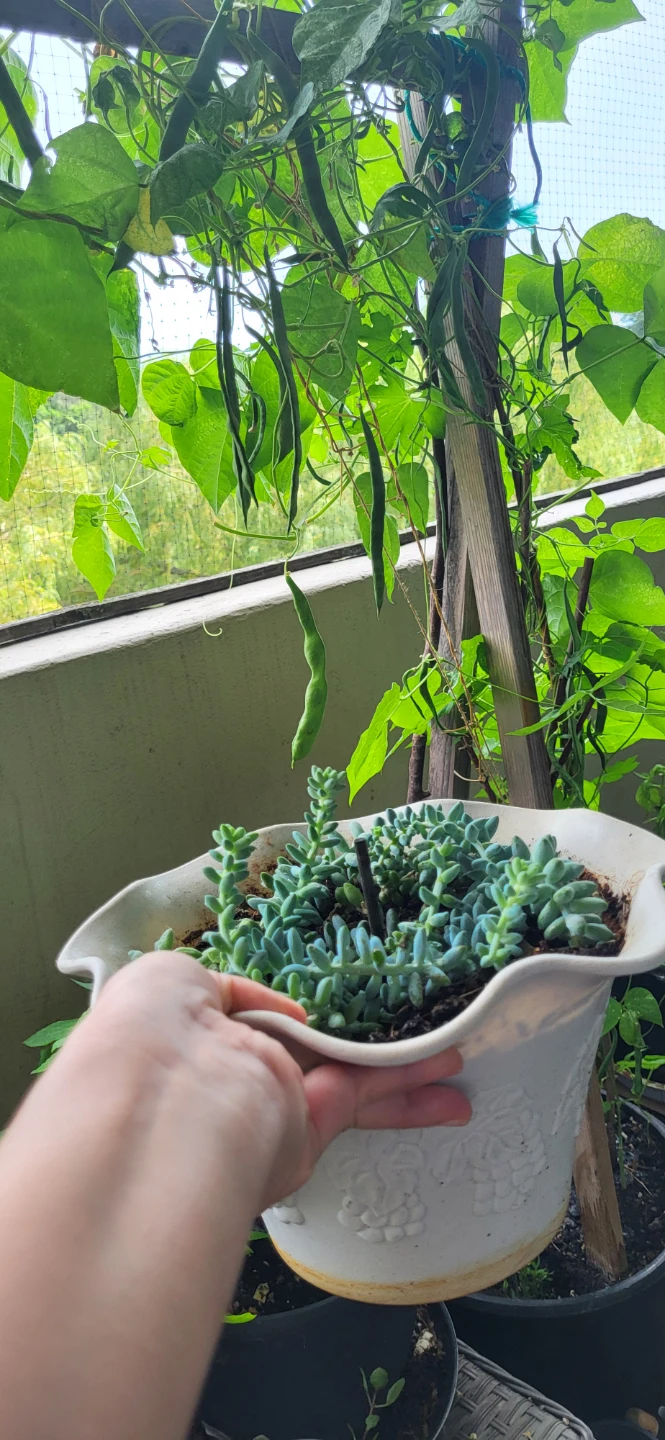 Burro's Tails succulent - photo 2