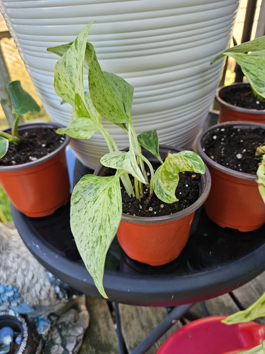 🪴 House Plants 🪴 - photo 2