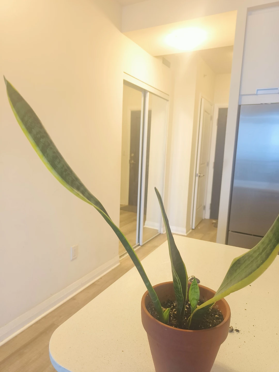 Snake Plant