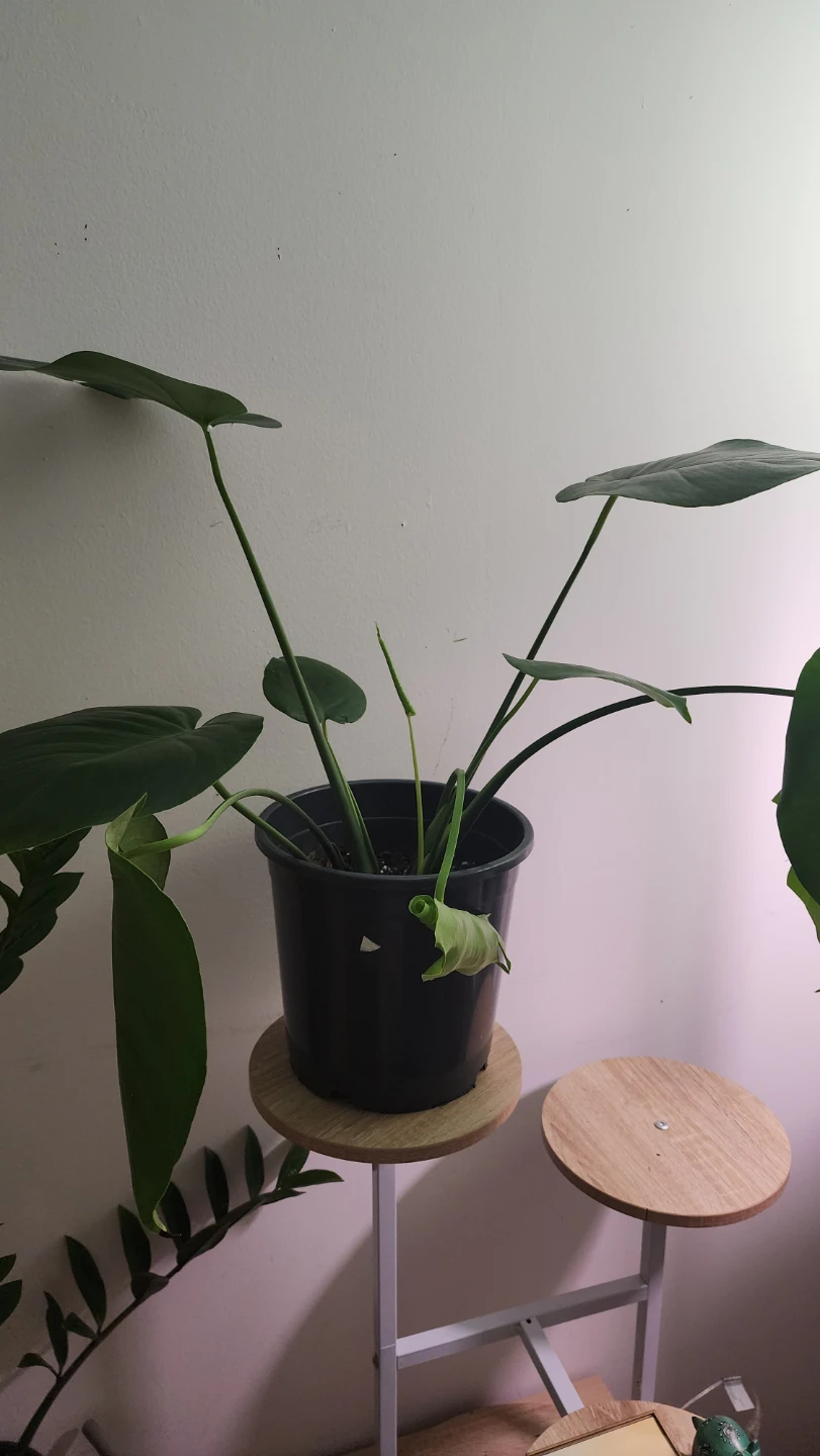 Monstera Plant in Black Pot