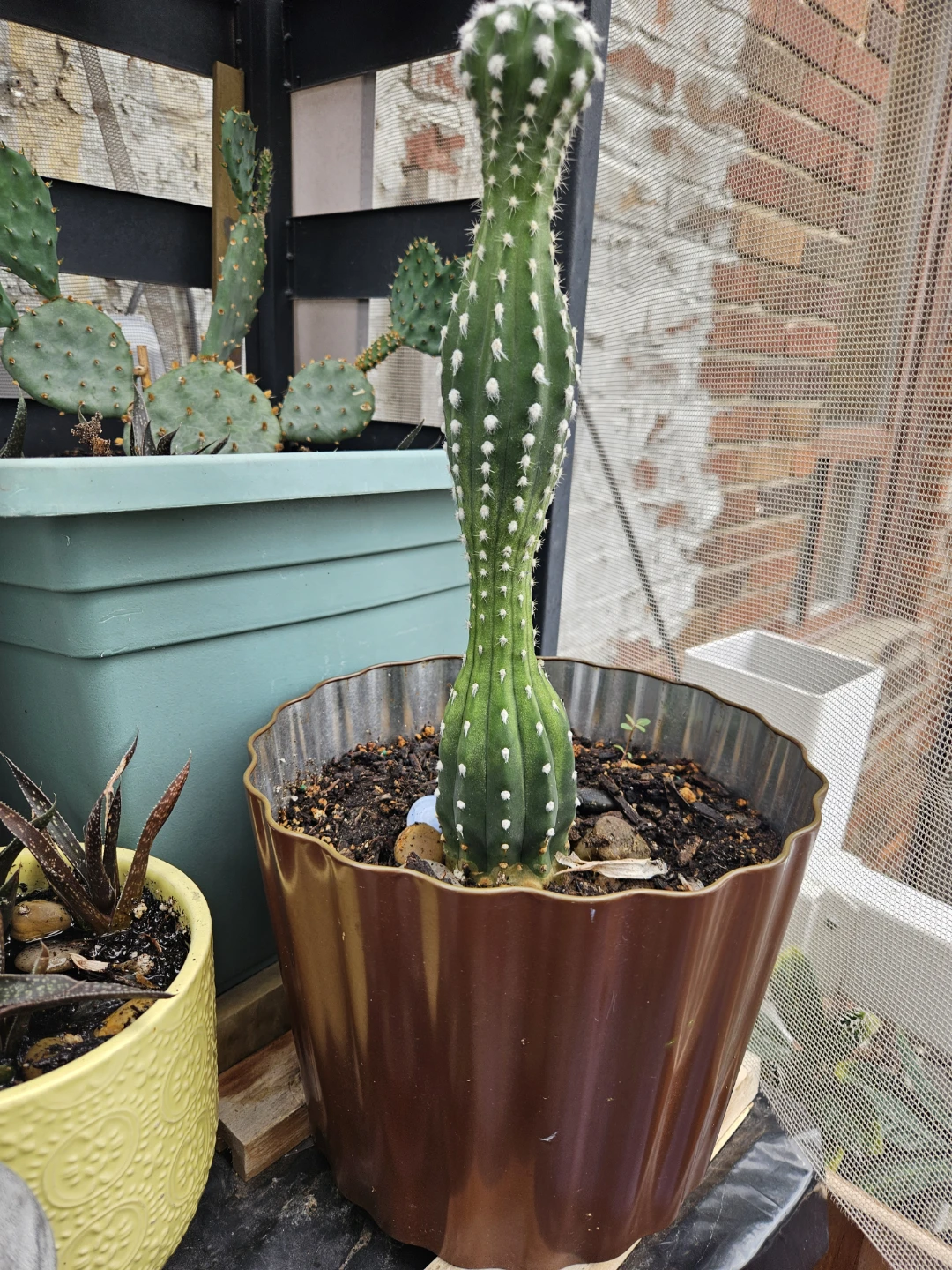 Tall Green Cactus in Brown Pot