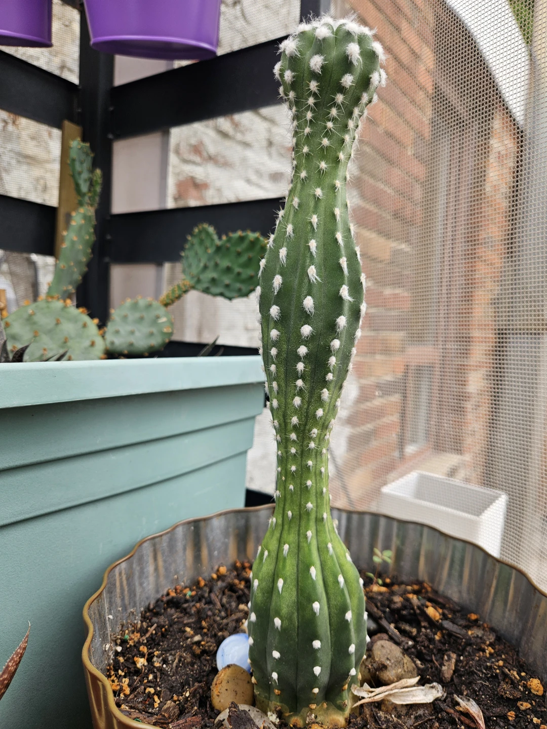 Tall Green Cactus in Brown Pot - photo 2