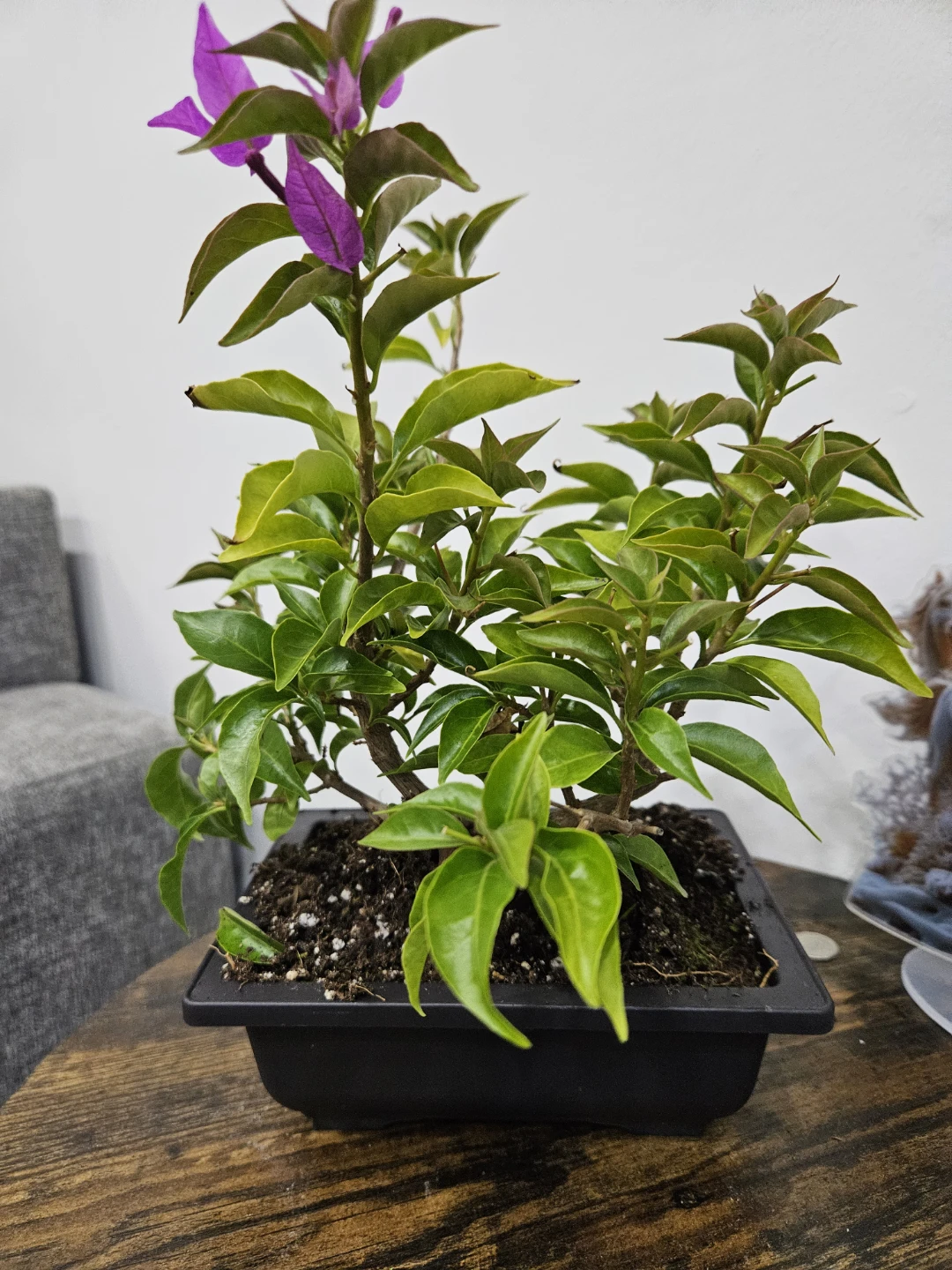 Flowering Bougainvillea Bonsai Plant