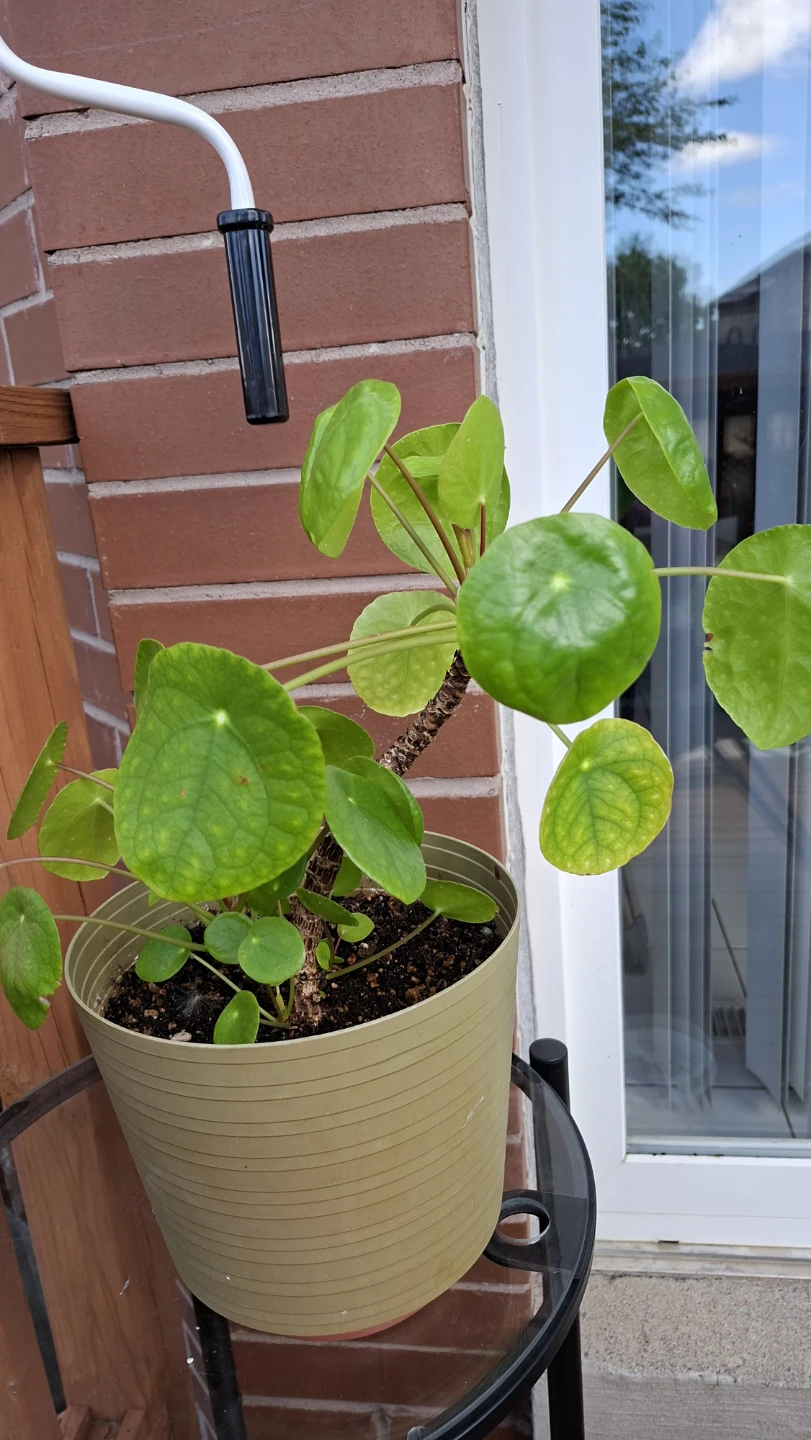 Chinese Money Plant (Pilea Peperomioides) - photo 2