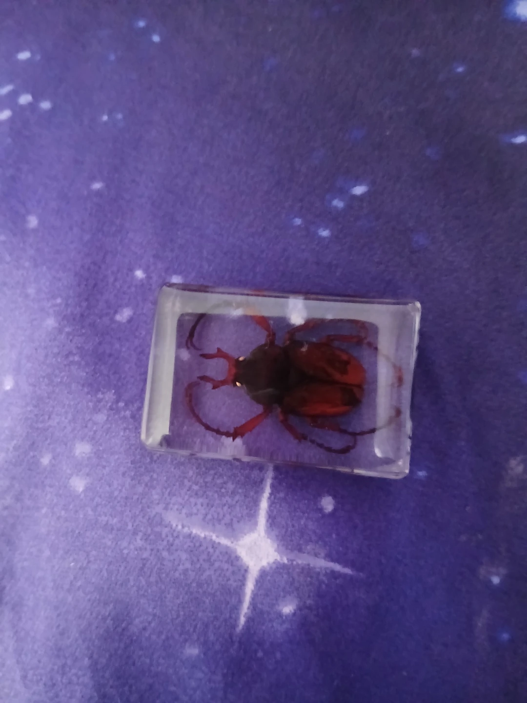 Real Insect Specimen taxidermy - photo 5