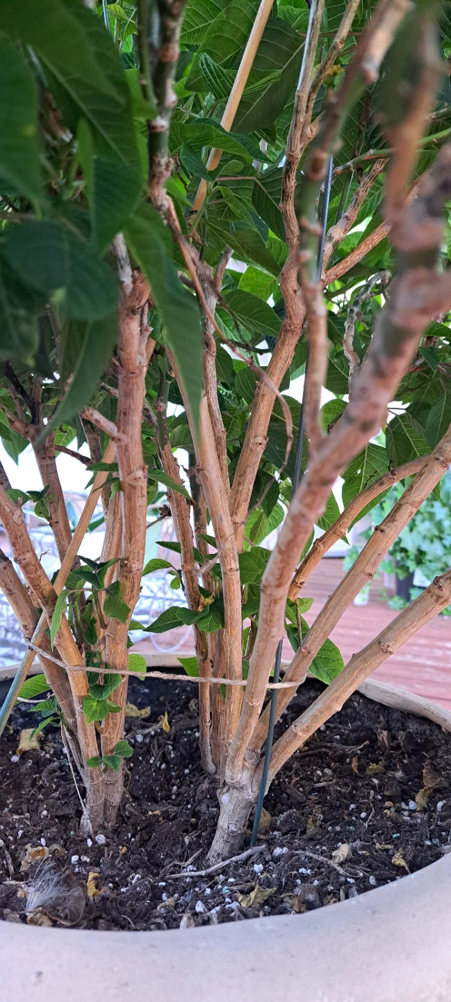 Large Poinsettia Plant - photo 3