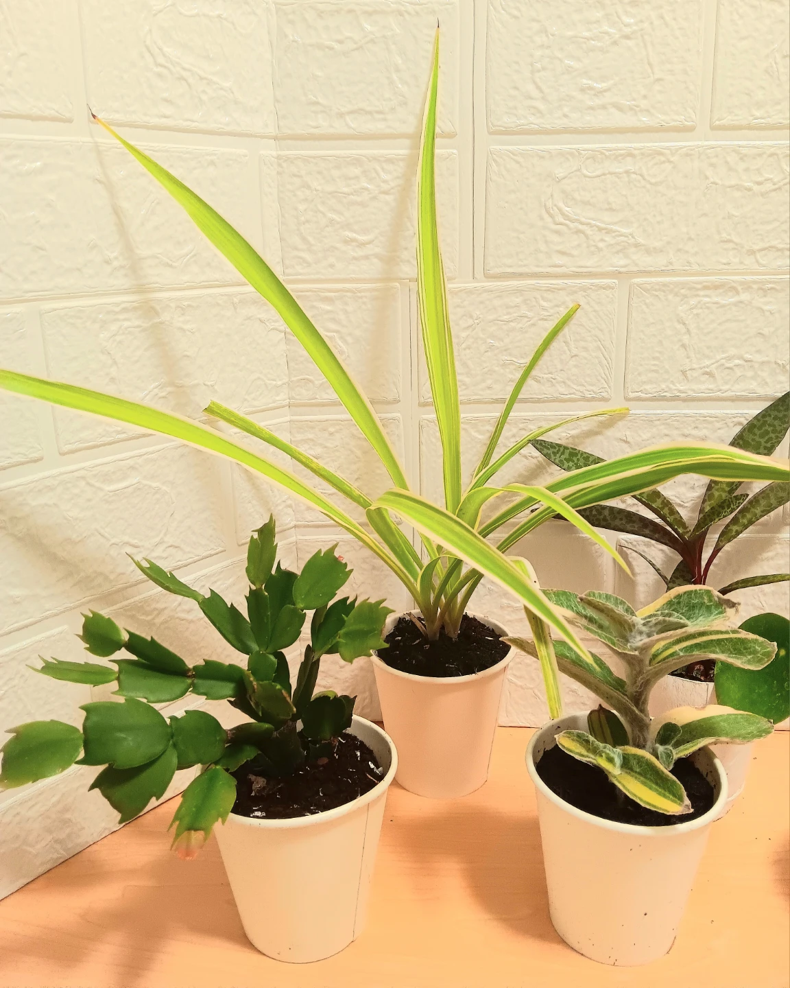 🪴Assorted Houseplants Bundle🪴 - photo 3