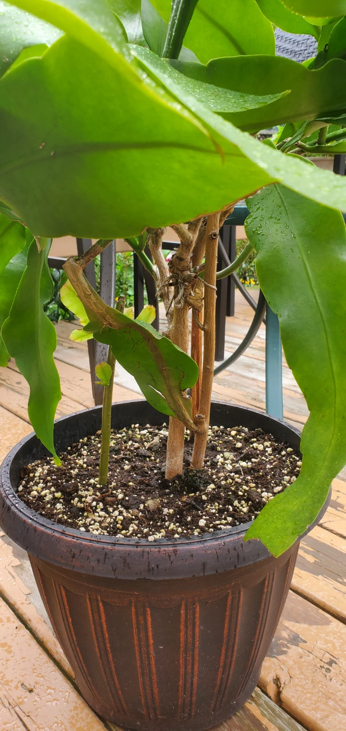 Queen of the Night (‌Epiphyllum oxypetalum - photo 3