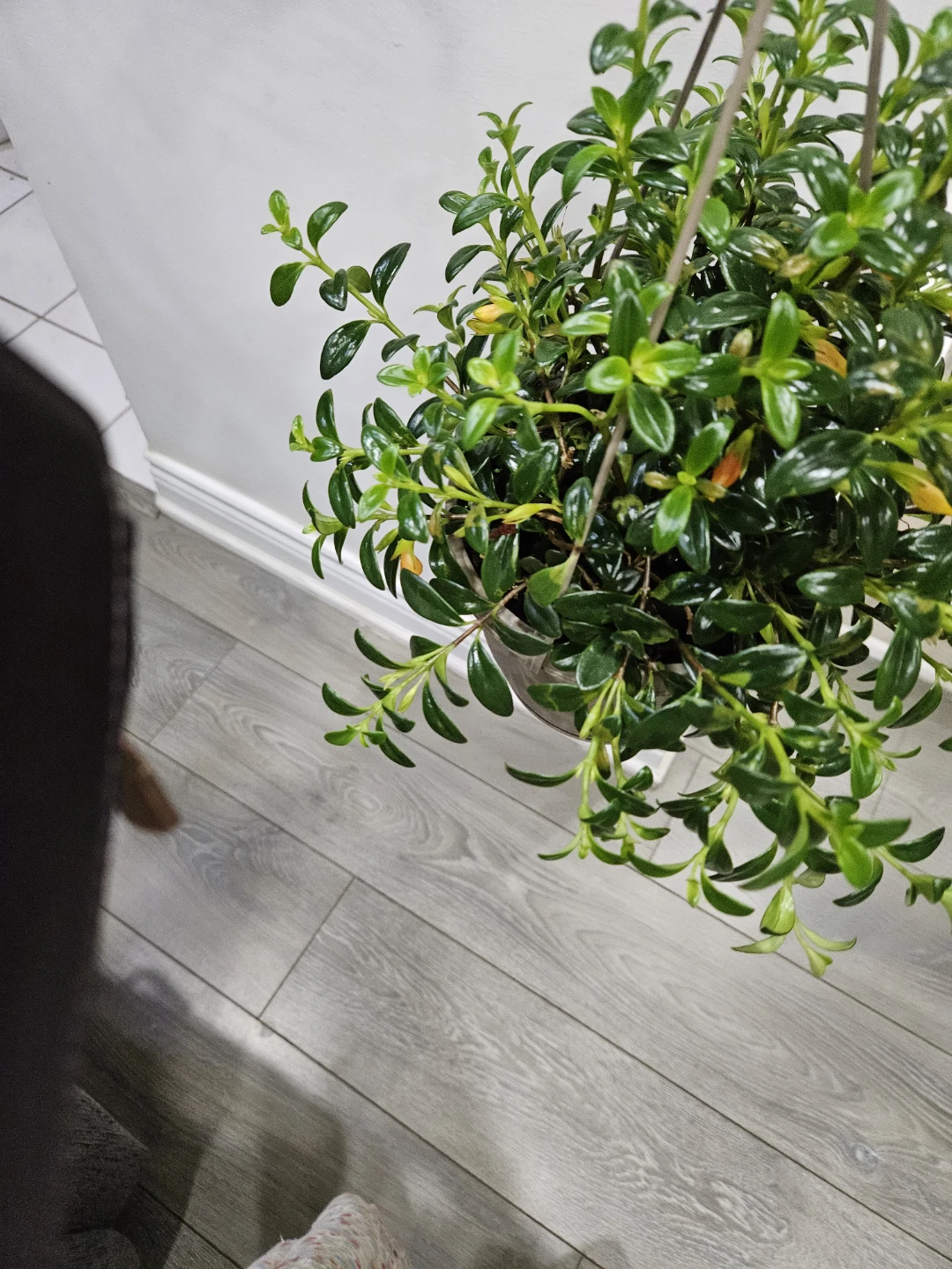 Gold fish Hanging Plant - photo 3