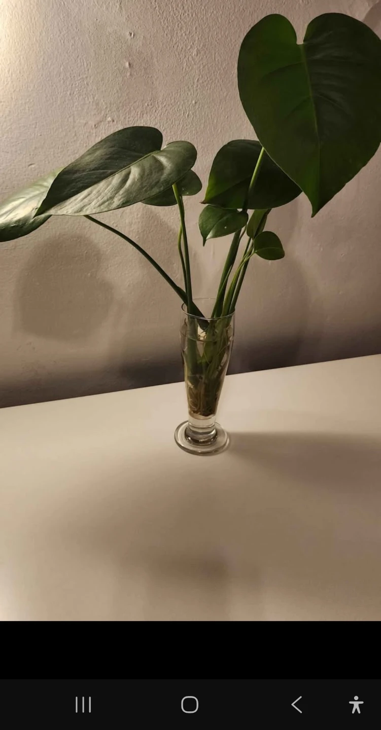 Monstera Deliciosa Plant - Small - photo 2