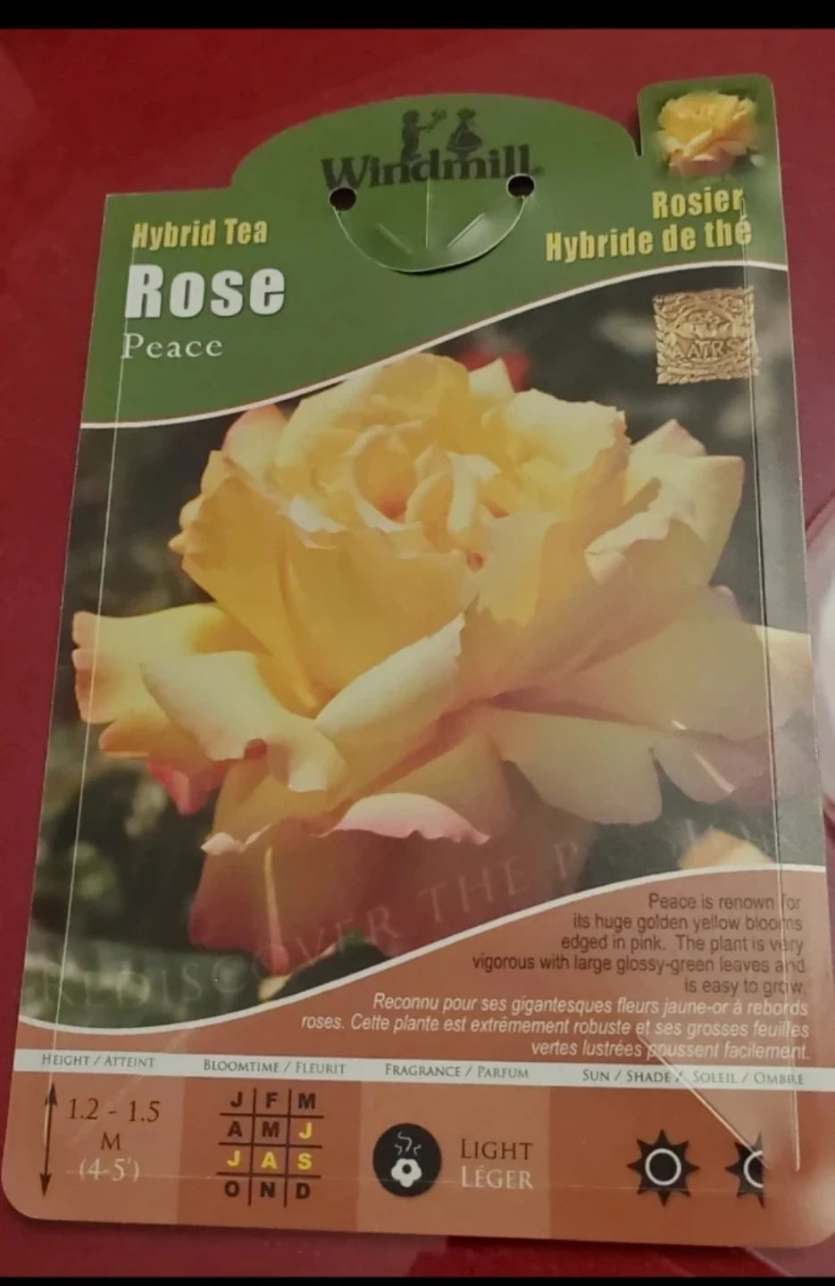 Peace, Hybrid Tea Rose - photo 3