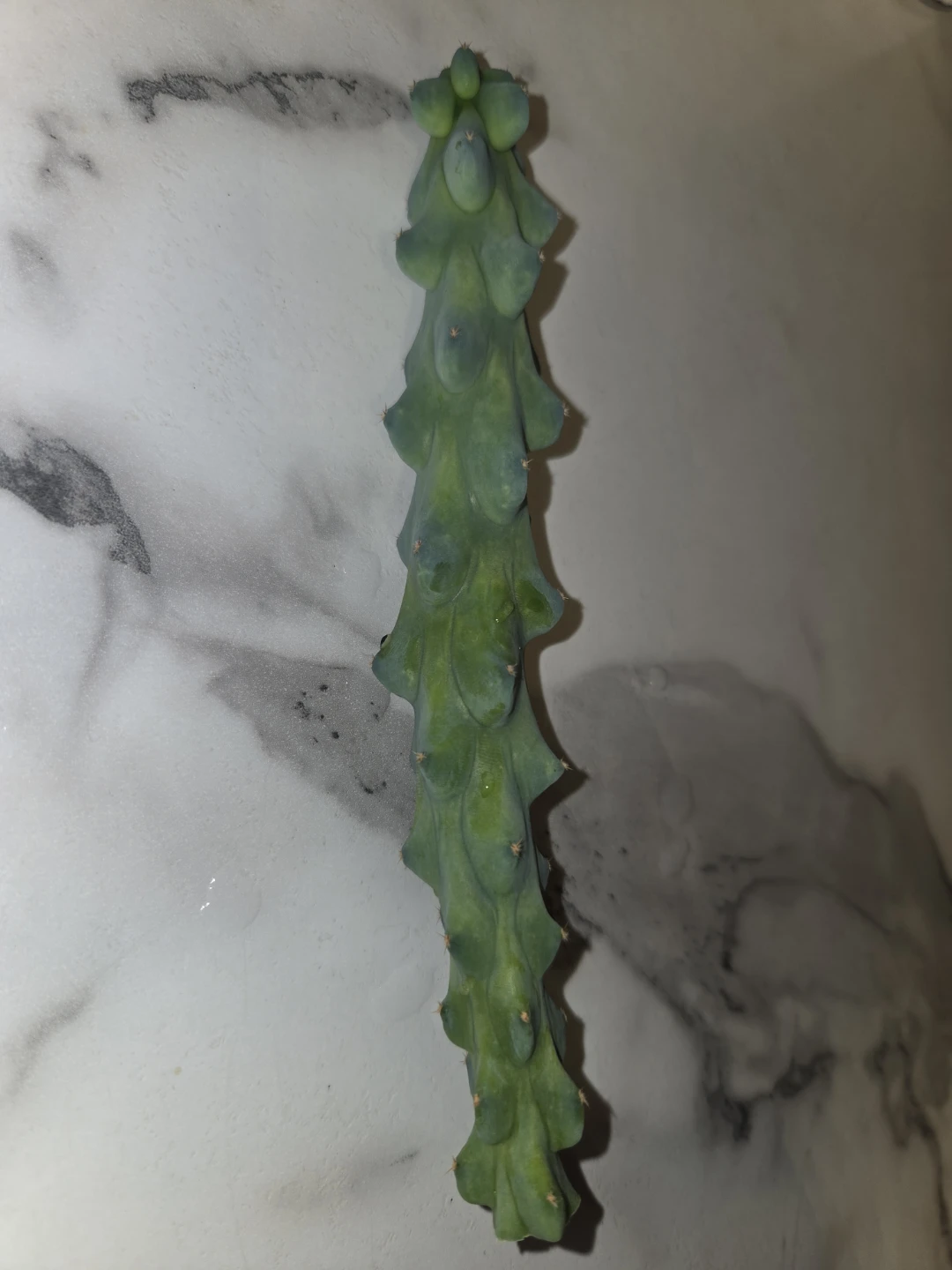 Cactus cutting[ BOOBIE CACTUS ]✨️🌵🩷