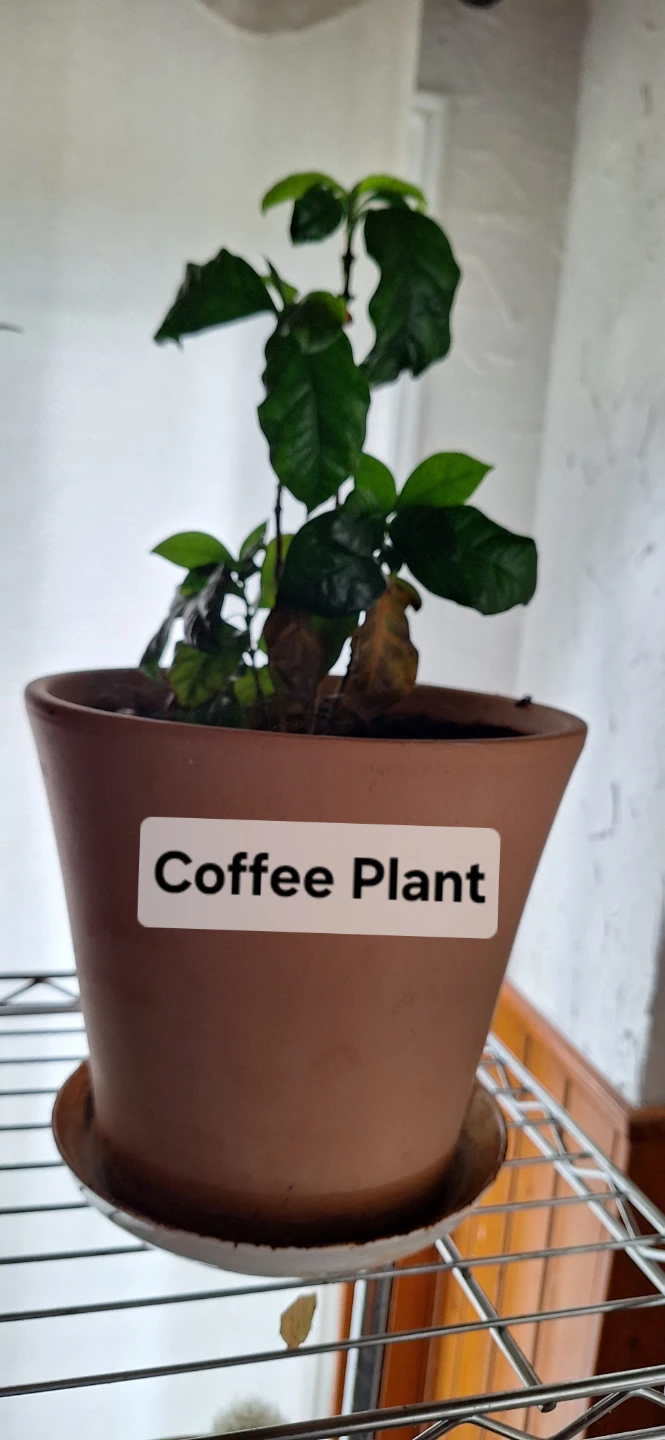 FREE House Plants - photo 2