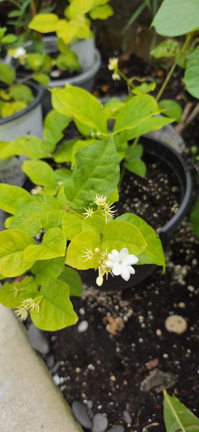 Jasmine Plant in Pot - photo 2