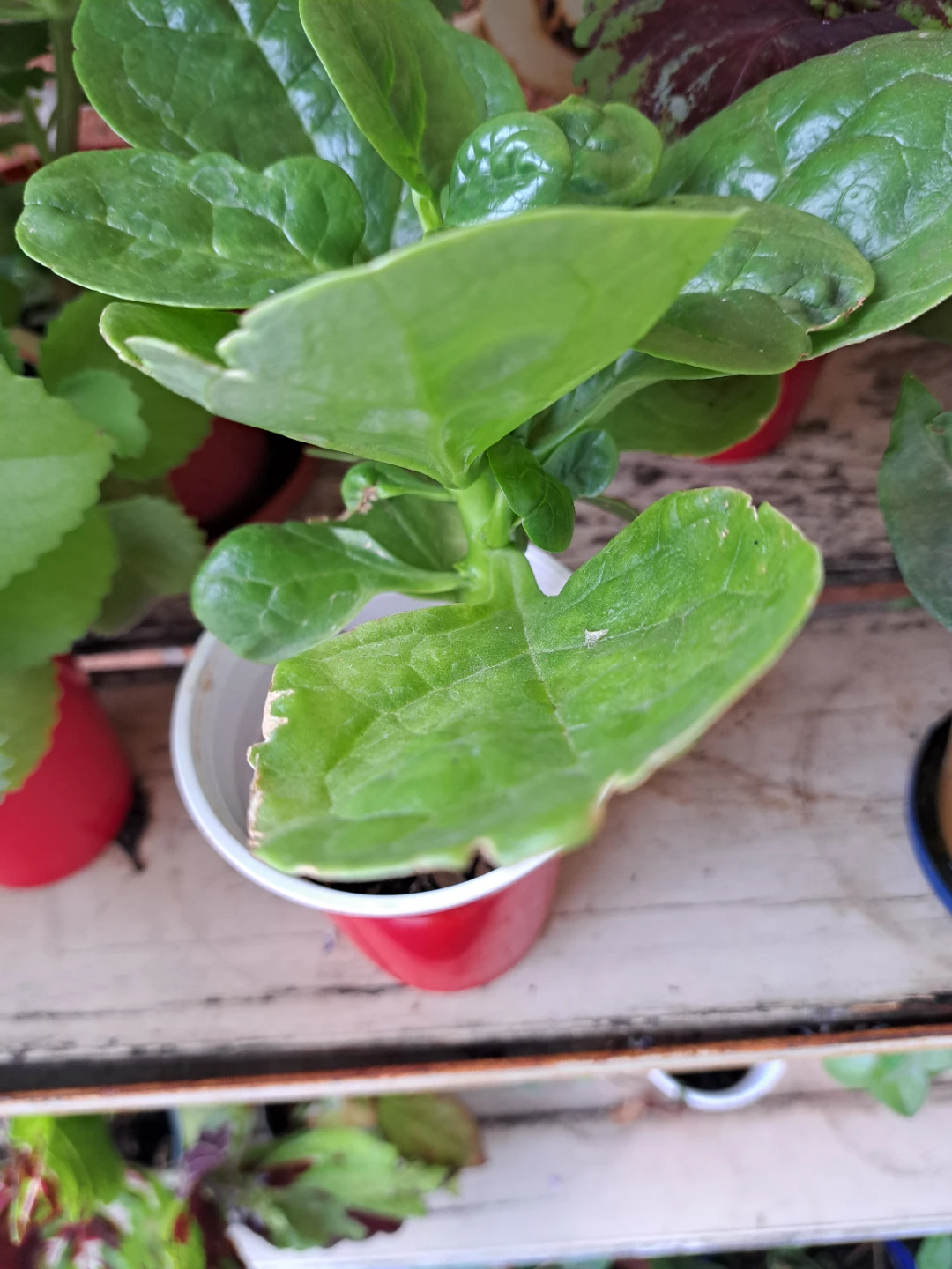 Healthy Malabar Spinach