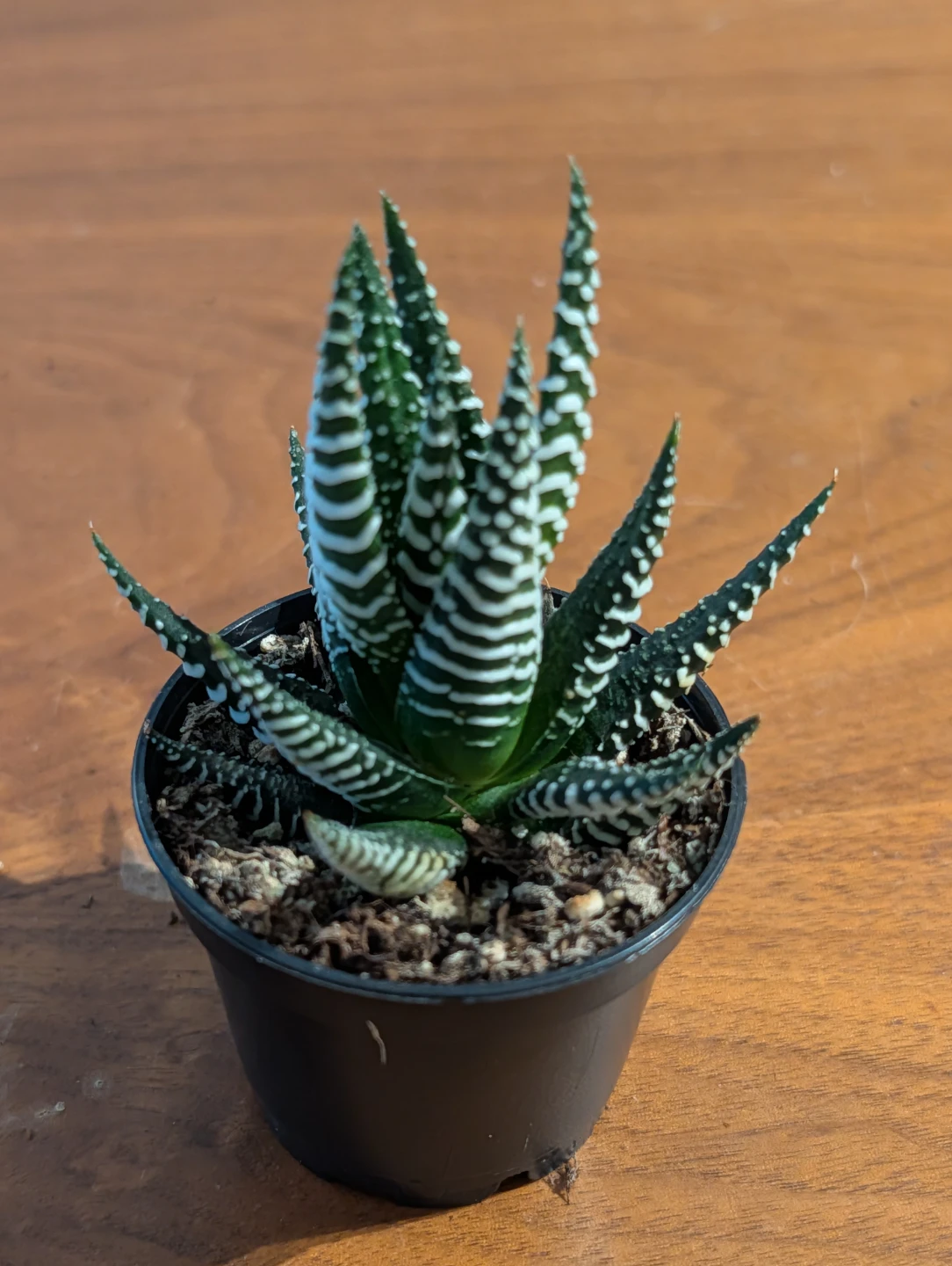 Zebra Haworthia Succulent Plant