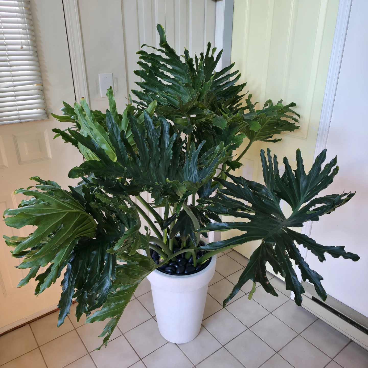 5ft Philodendron Tree (Hope Selloum) with planter and stones - photo 2