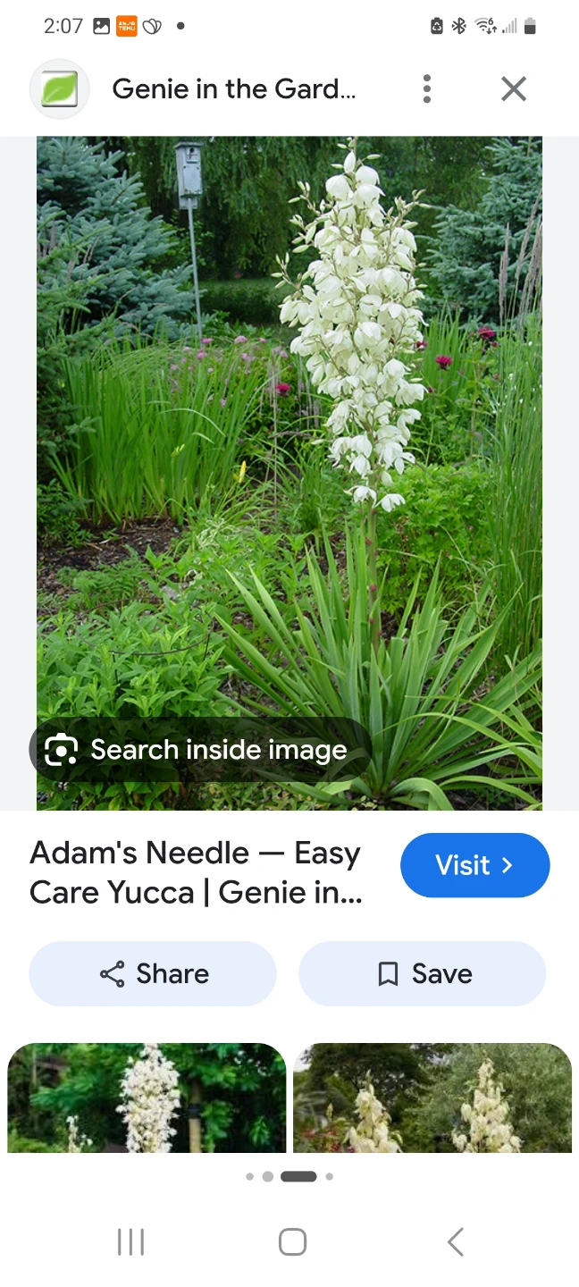 Adam's Needle Yucca Plant
