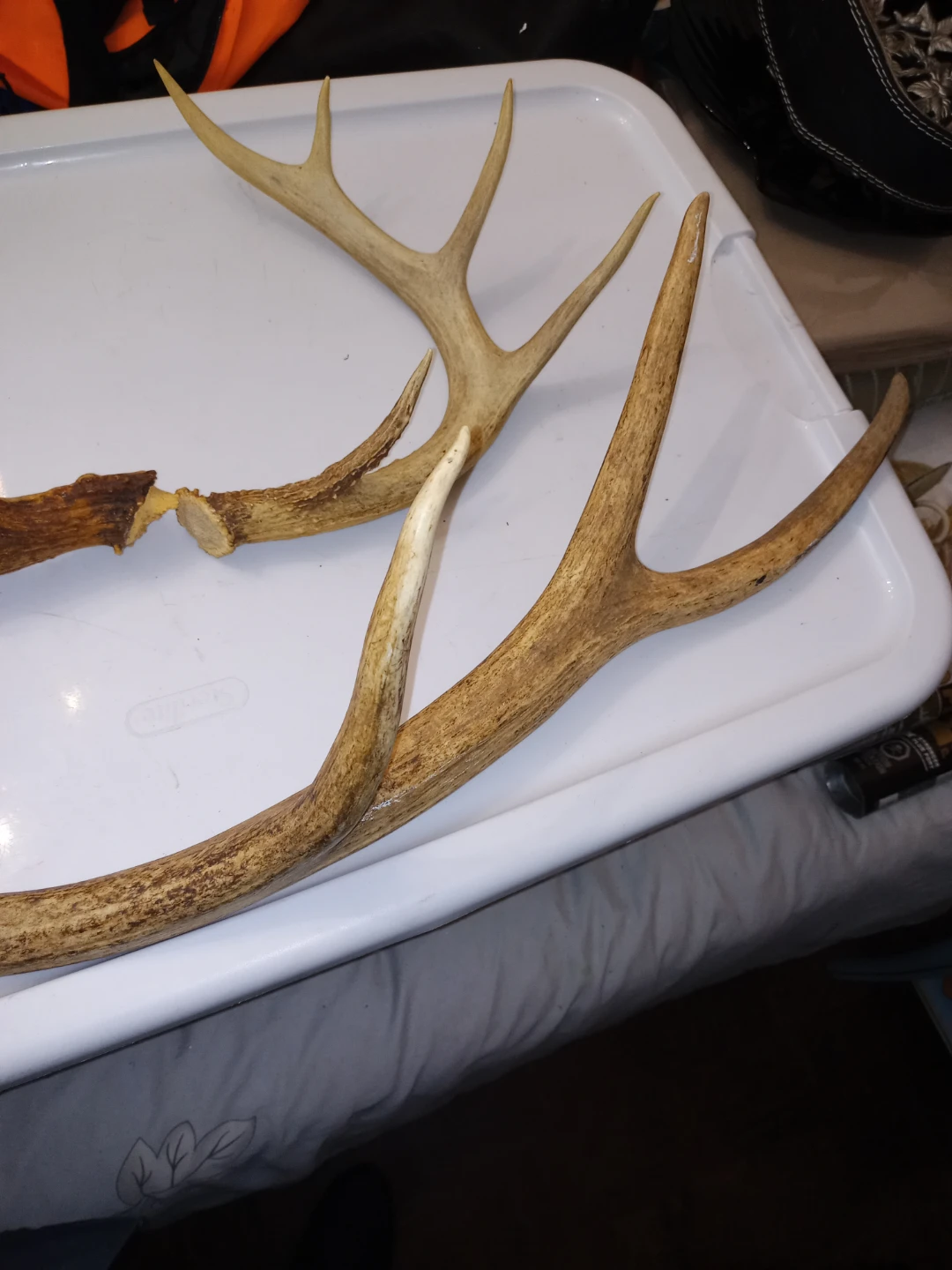 Deer Antlers - 3 Antlers - photo 3