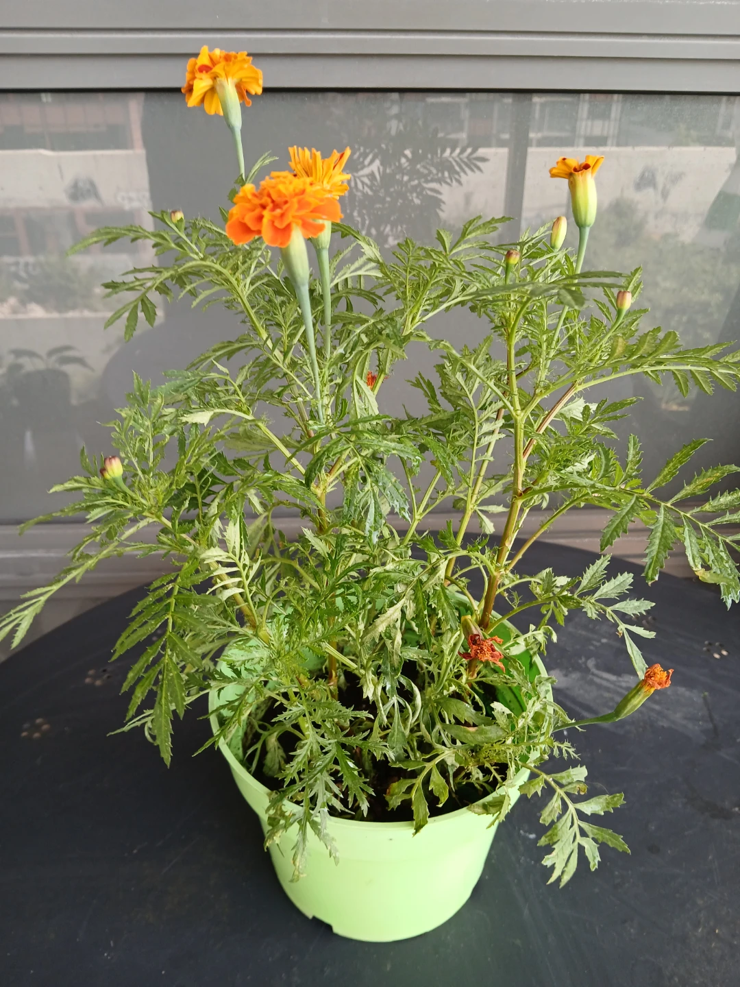 Marigold Plants.