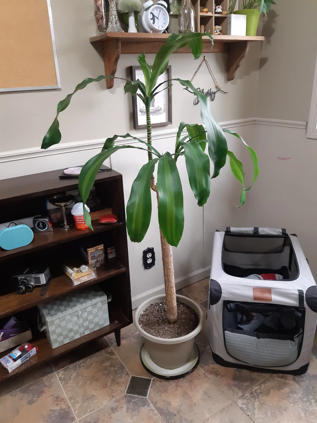 Large Draceana / Corn Plant - photo 5