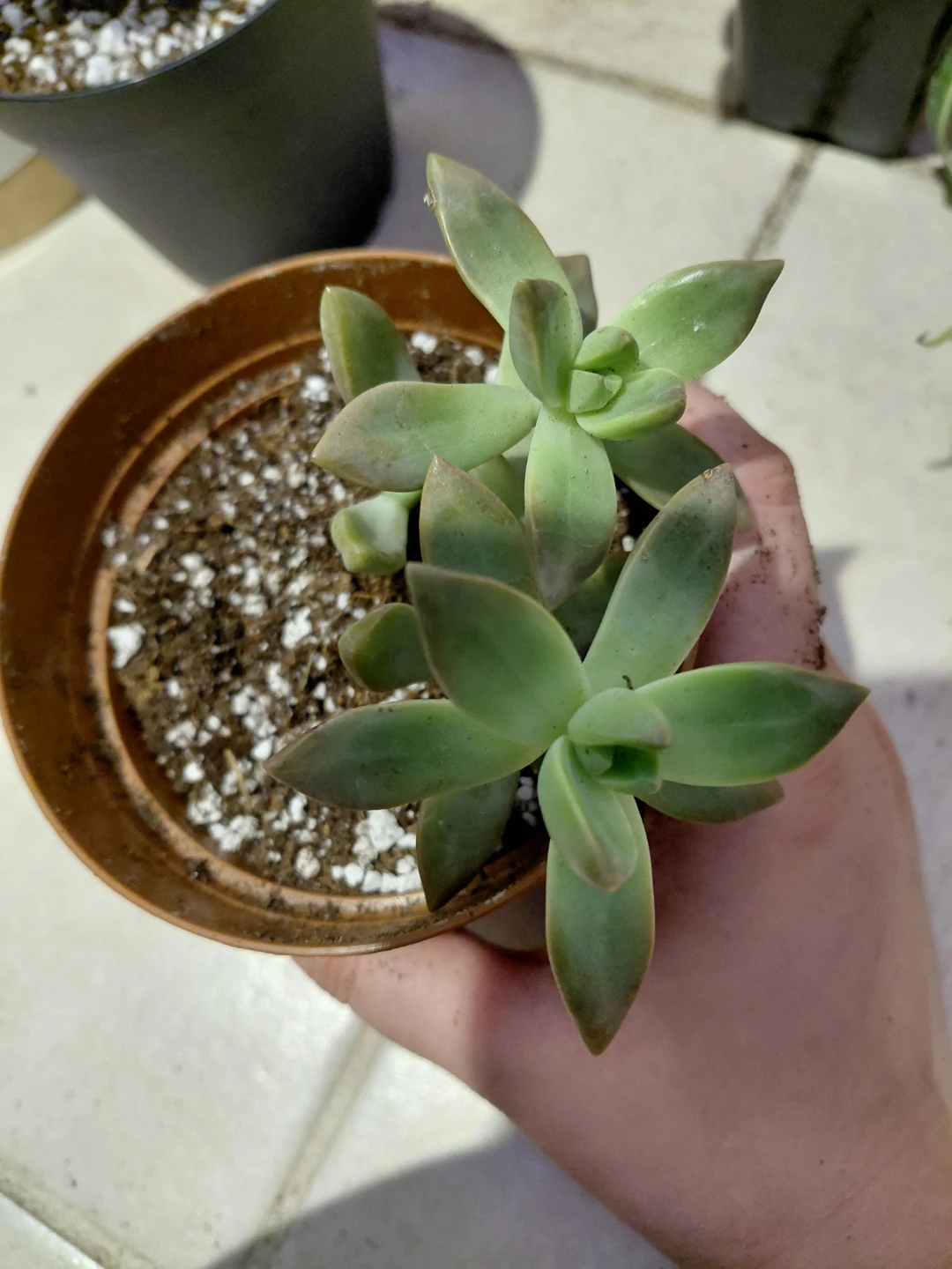 Succulent Plant Bundle - photo 2