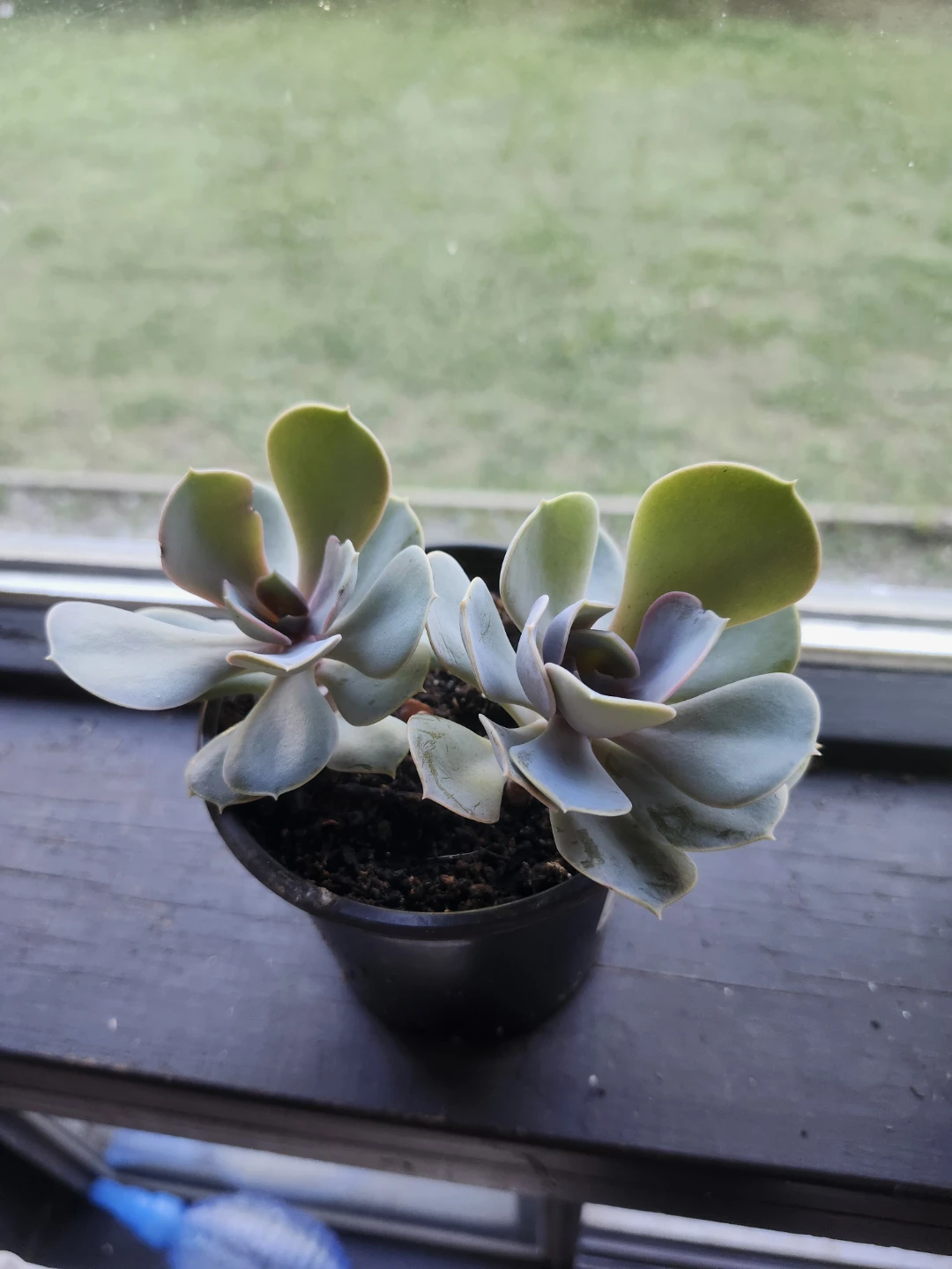 Succulent plant in pot
