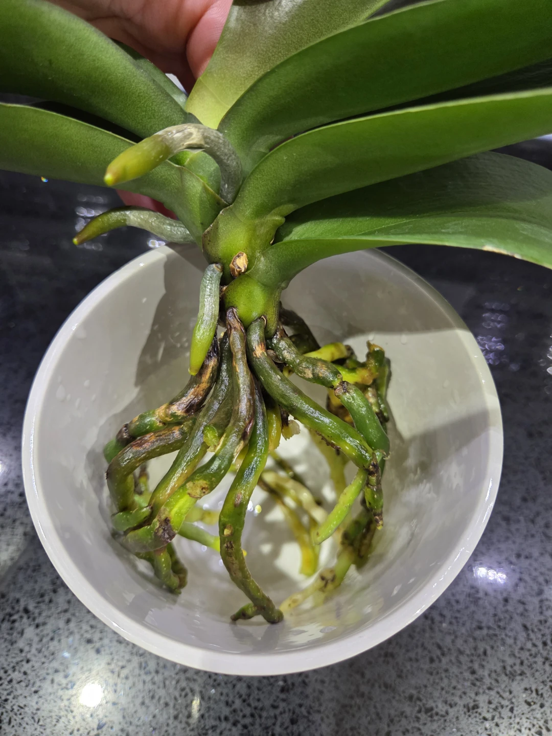 Healthy Phalaenopsis Orchid - ready for a new home - photo 2