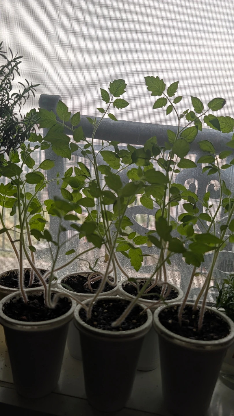 Young Cherry Tomato Plants