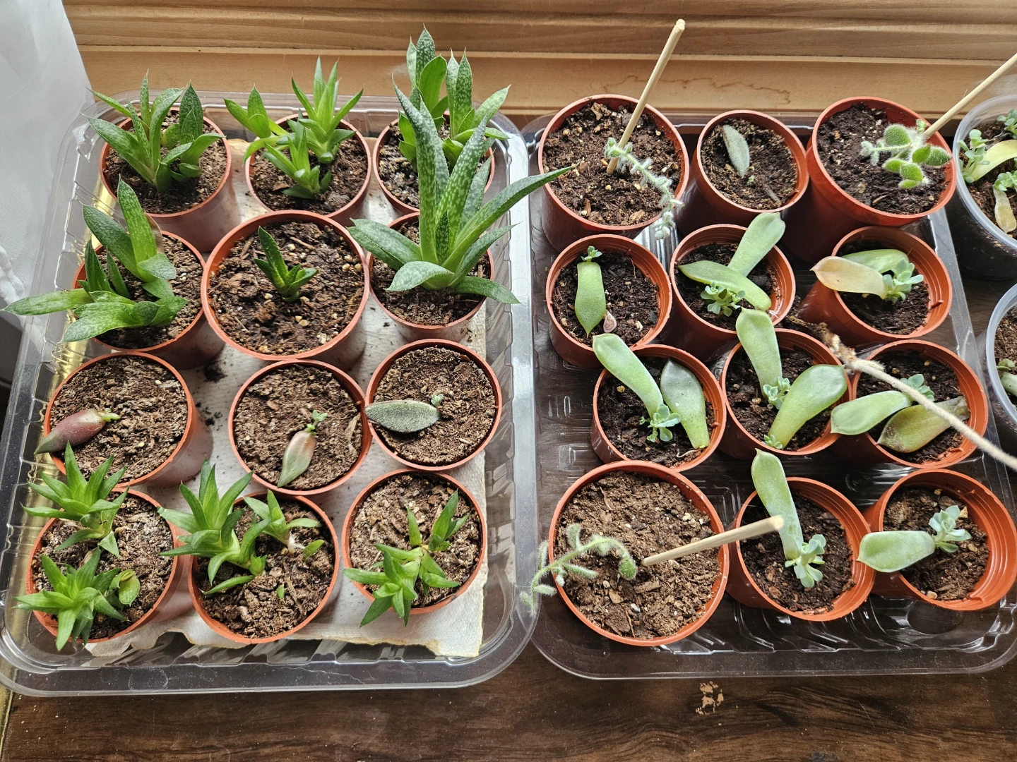 Live Succulent Plants