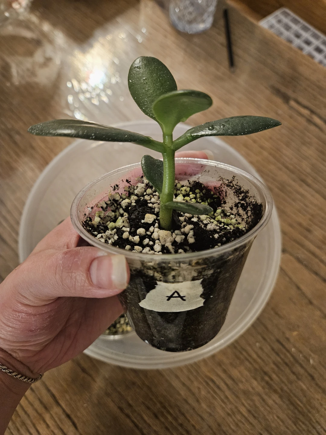 Air Purifying Jade Plants