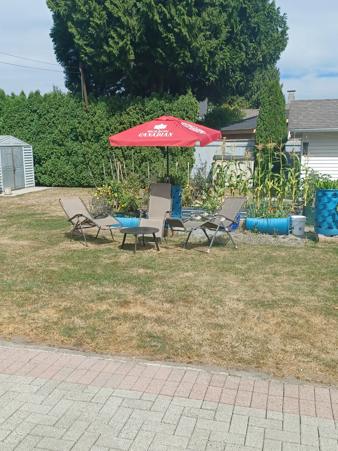 Molson Canadian Patio Umbrella - photo 3