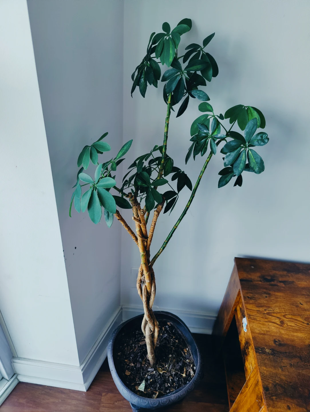 Monstera Deliciosa Plant - photo 2