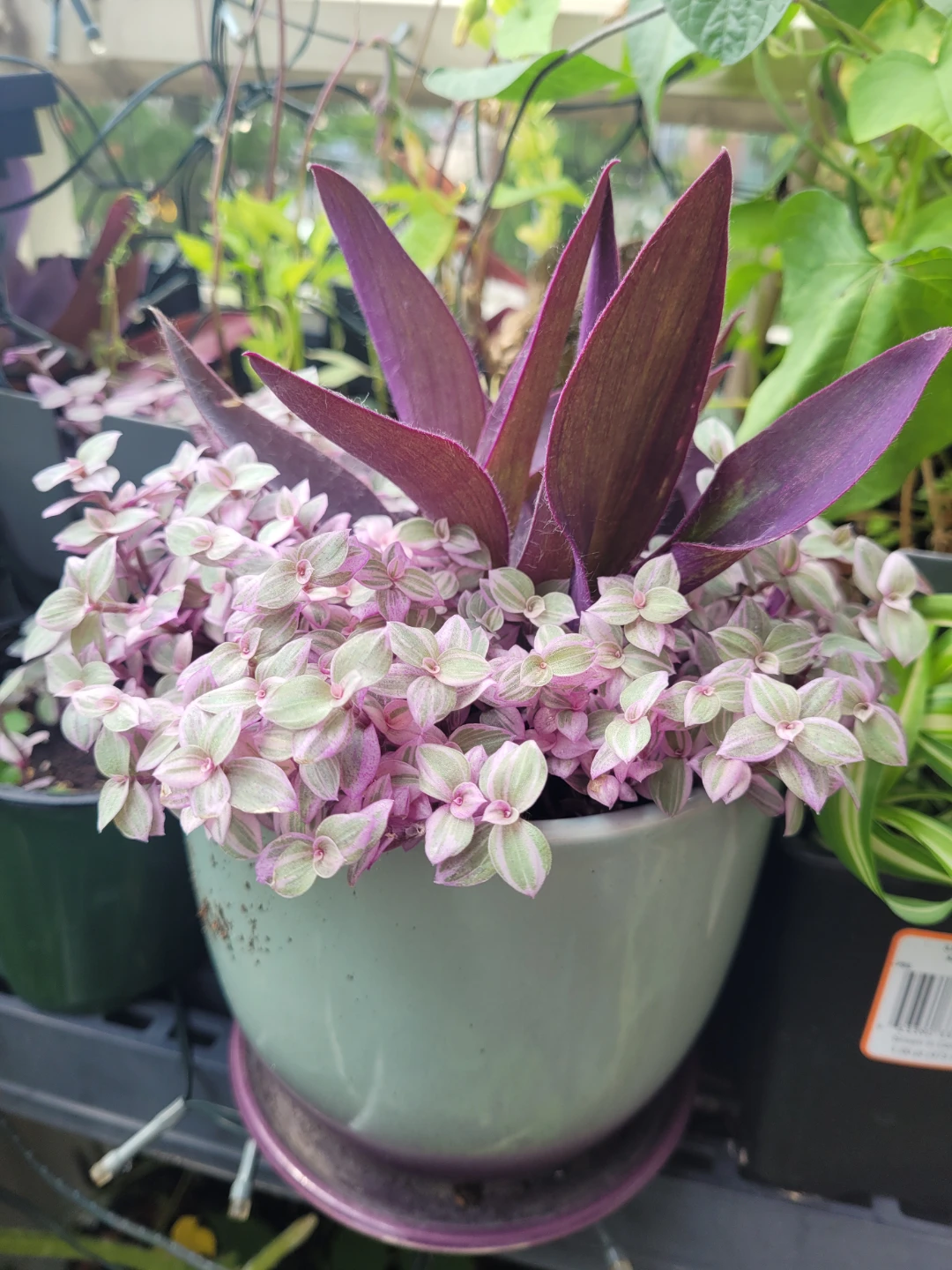Purple Heart and Tradescantia Plant in Pot - photo 3