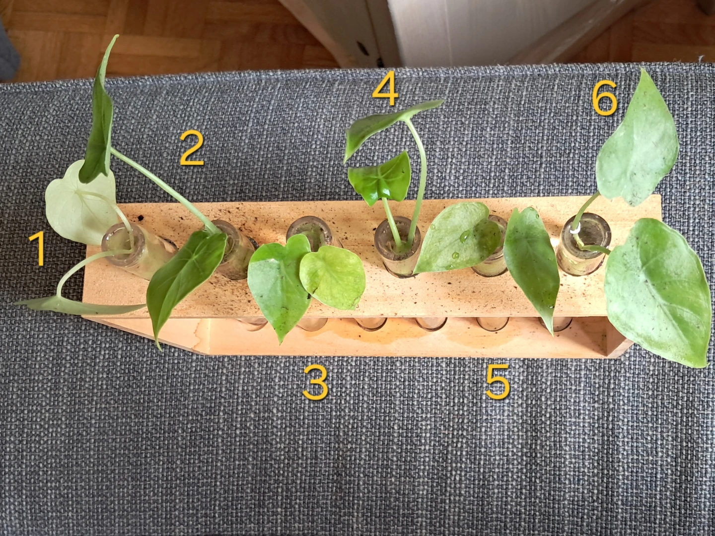 Baby Alocasia plants - photo 2