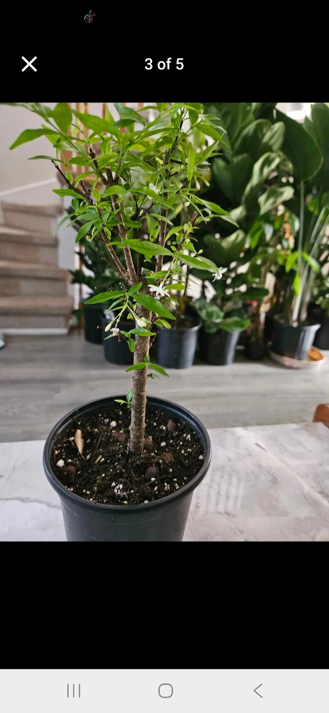 Water  jasmine