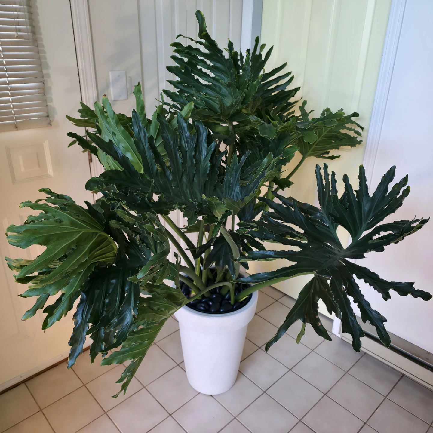 5ft Philodendron Tree (Hope Selloum) with planter and stones