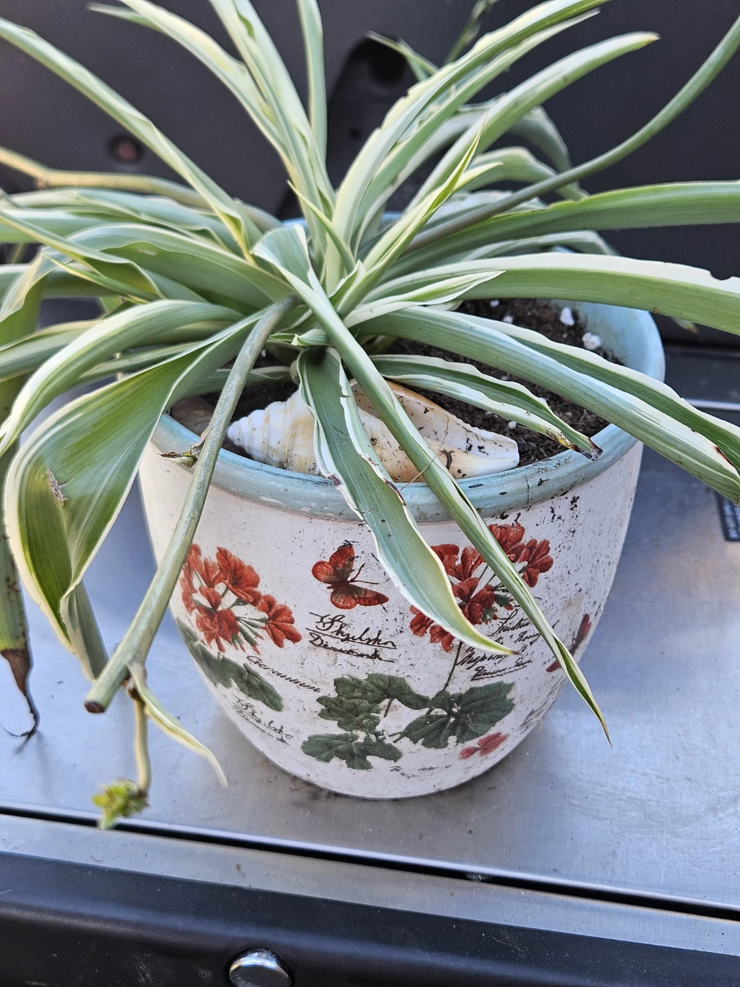 Assorted Potted Succulents and Spider Plants - photo 3