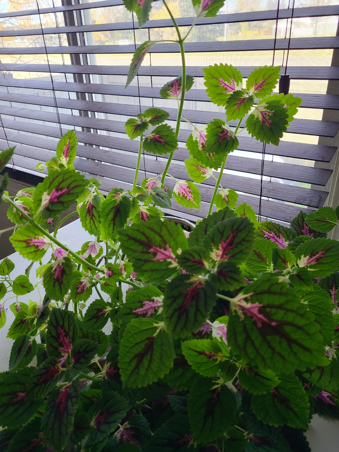 Large Coleus plant - photo 3