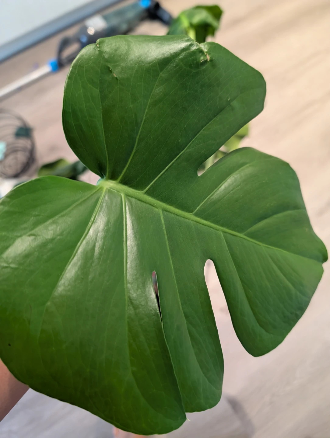 House Plants / Monstera - photo 2