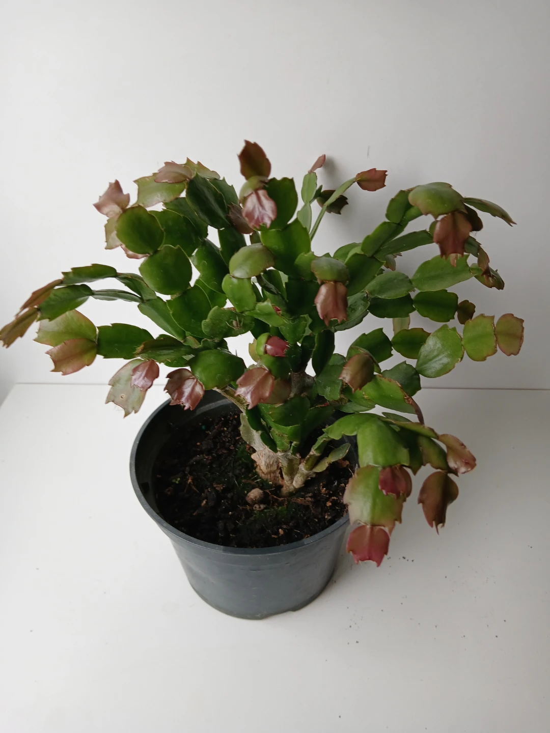 Christmas Cactus Plant in 6" Pot. Fixed price.