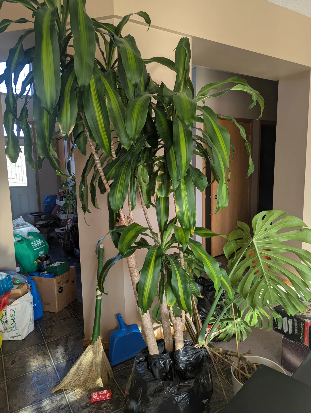 Fortune Plant