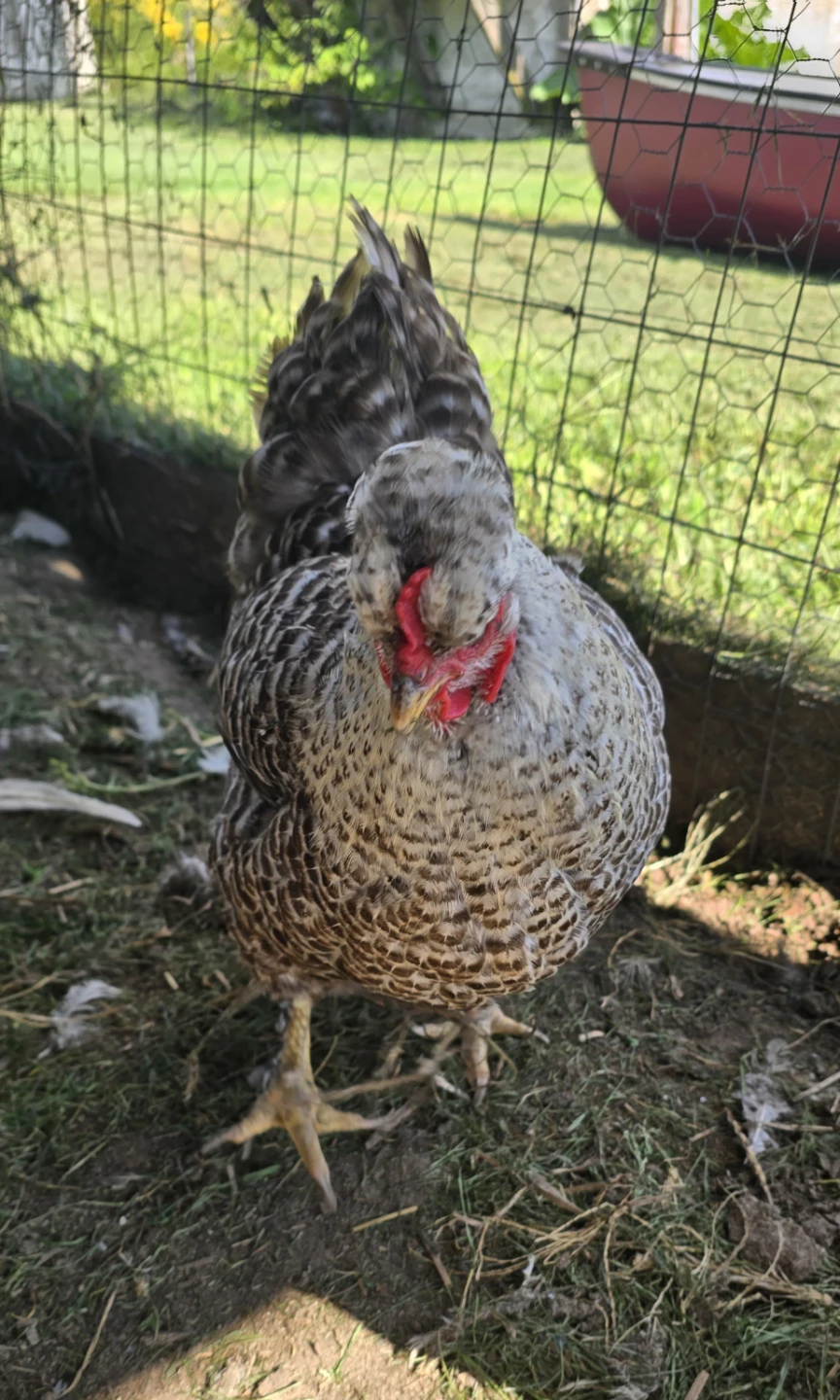 Two friendly chickens