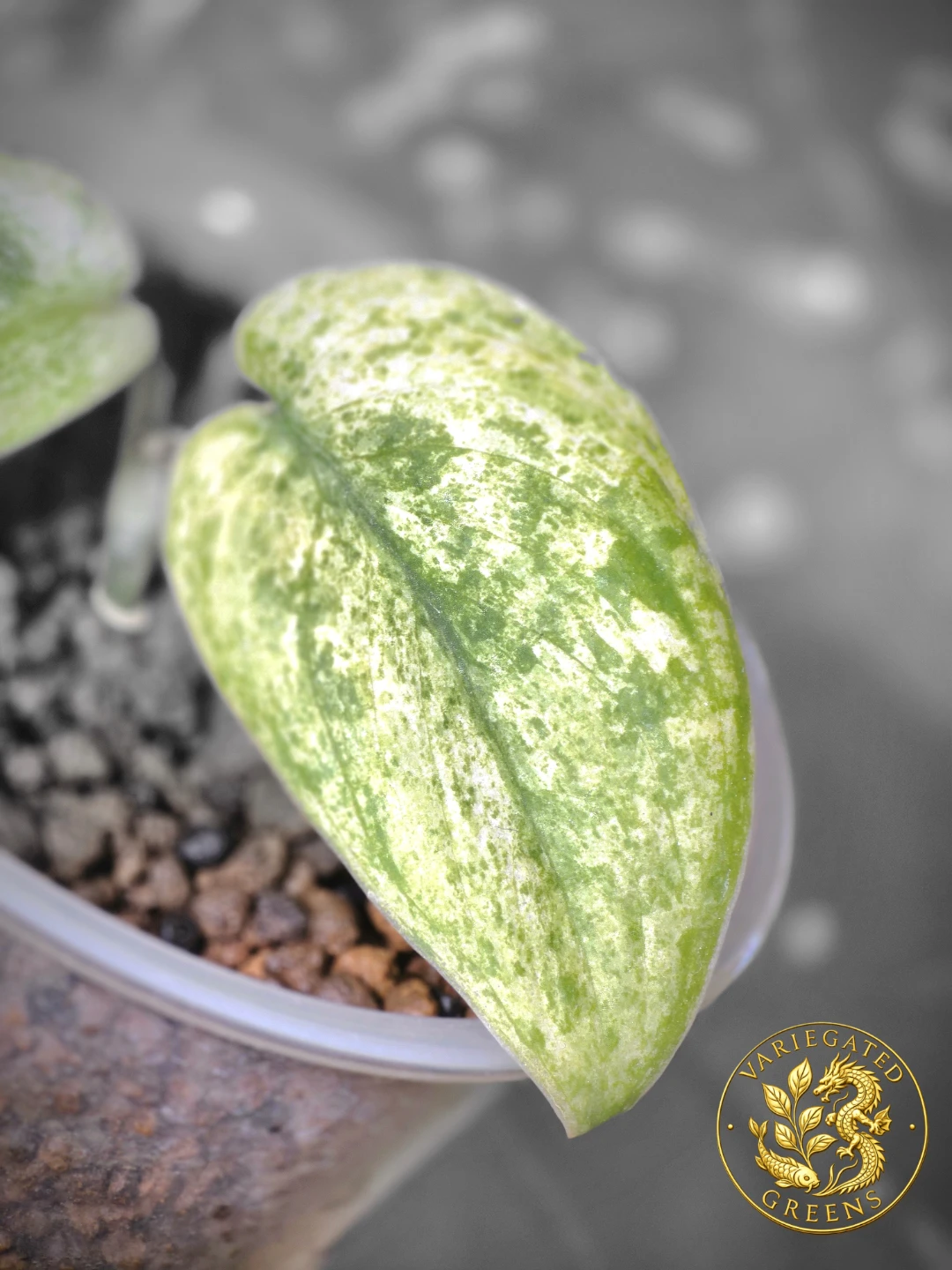 Scindapsus pictus Halimoon "Celestial Murmur"