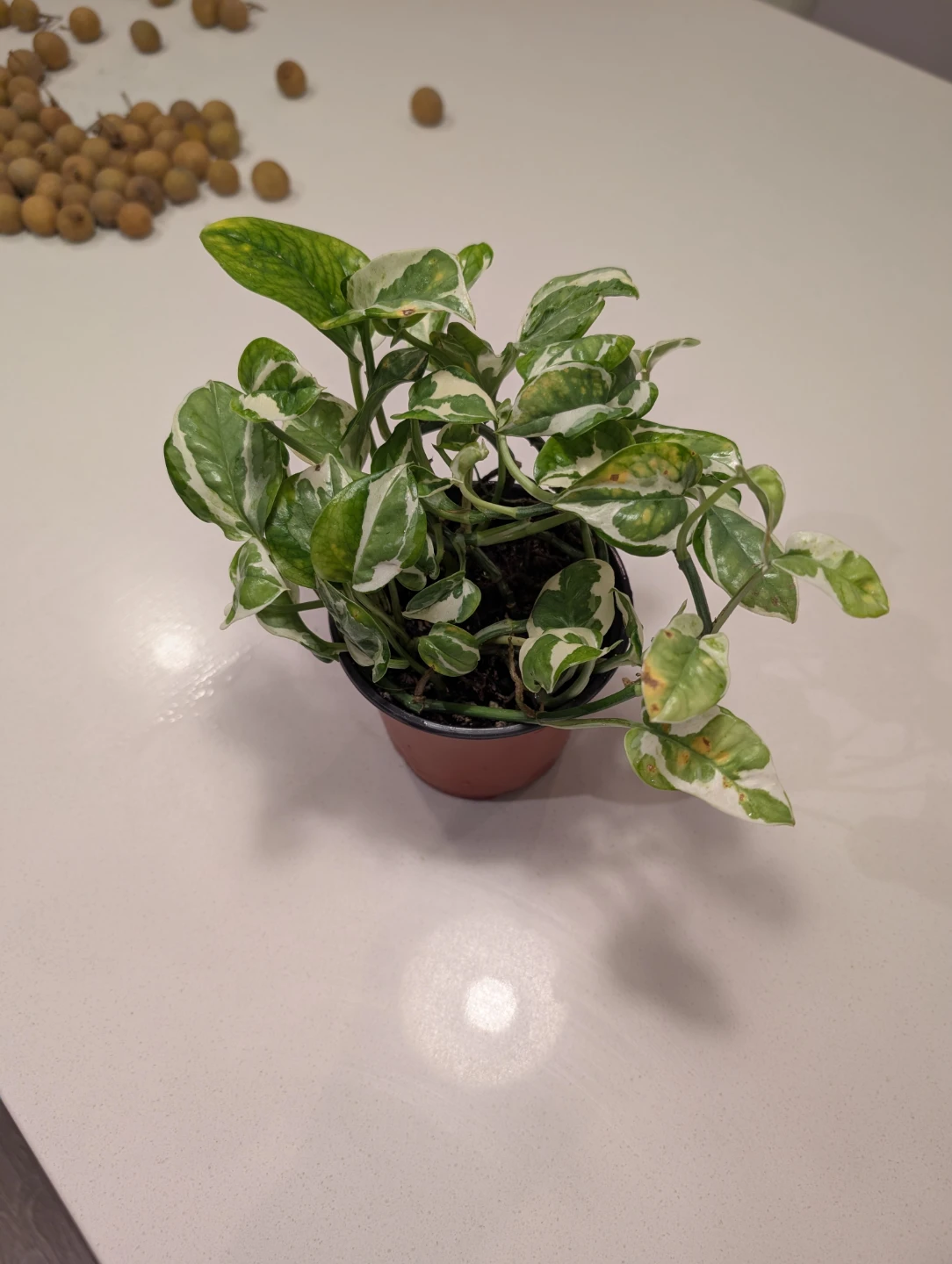 Njoy Pothos - photo 2