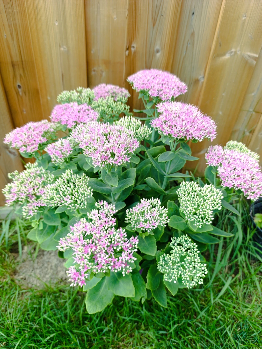 Healthy Sedum Plant